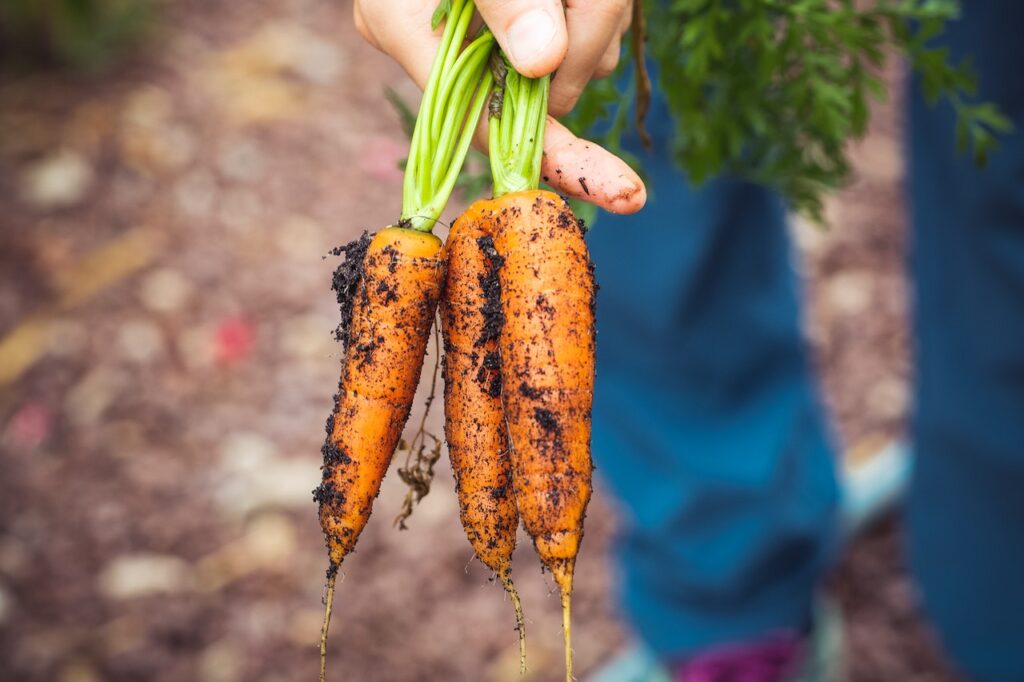 Soyez patients comme le cultivateur