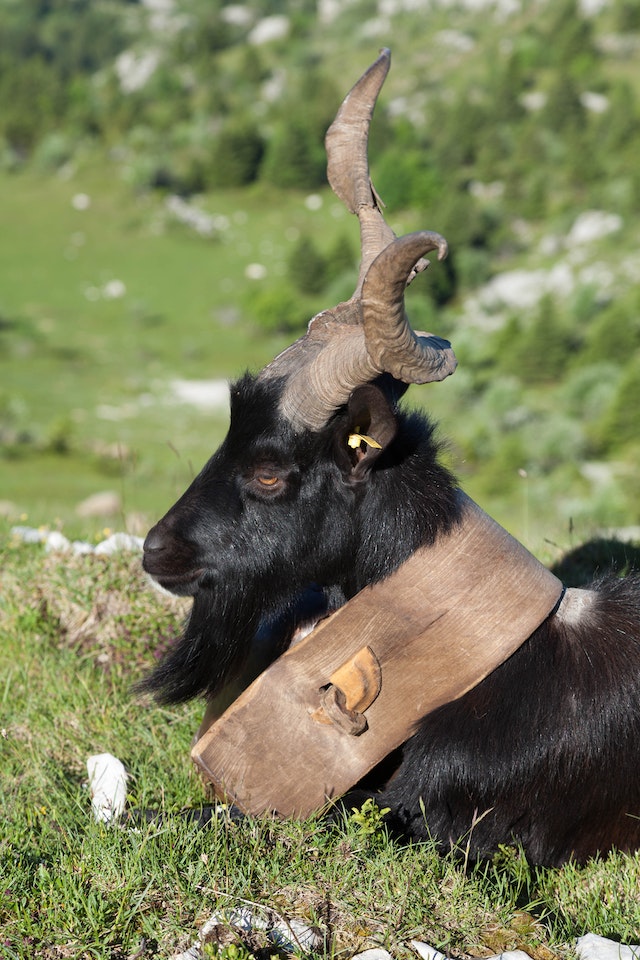 Le bouc émissaire