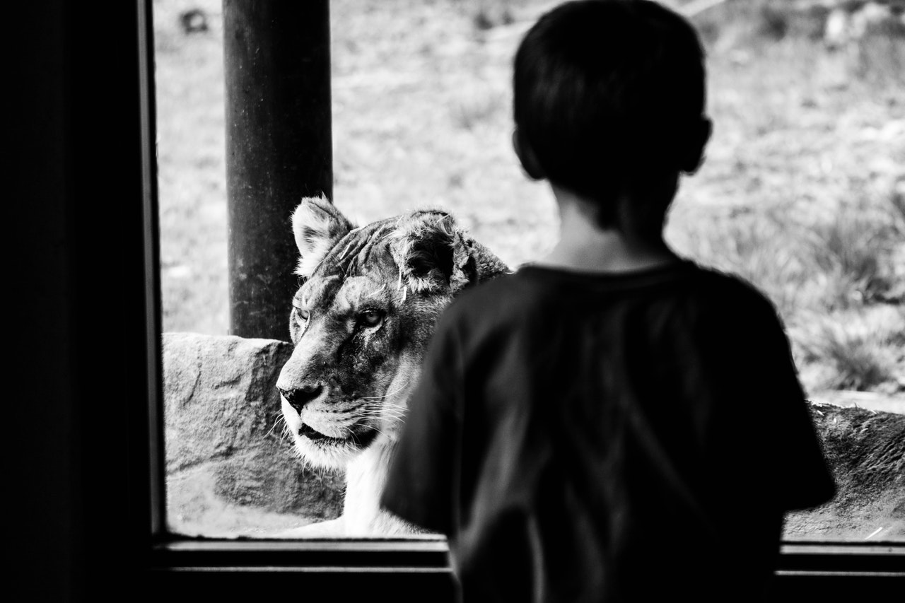 Le règne du faible. Le lion, l’agneau et les brebis