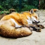 renard dormant