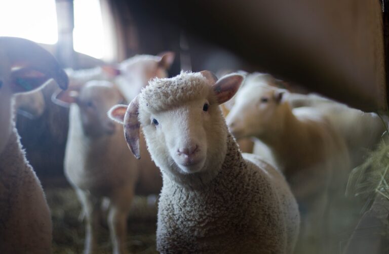 L’agneau et le bouc. La révélation du péché